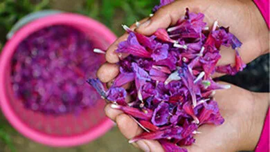 خواص گل گاوزبان ؛ مصرف گل گاوزبان برای این افراد مضر است | طبع گل گاوزبان سرد است یا گرم ؟ خواص گل گاوزبان ؛ مصرف گل گاوزبان برای این افراد مضر است | طبع گل گاوزبان سرد است یا گرم ؟