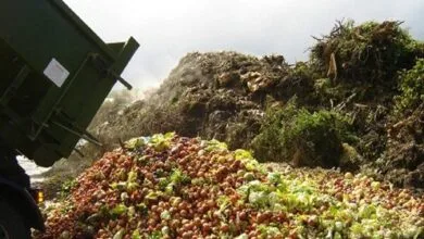 اتلاف ٣٣ درصدی مواد غذایی در فرایند کشت داشت و برداشت