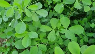 گیاهی که جایگزین قرصهای ویتامین است گیاهی که جایگزین قرصهای ویتامین است