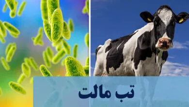 همگام سلامت
