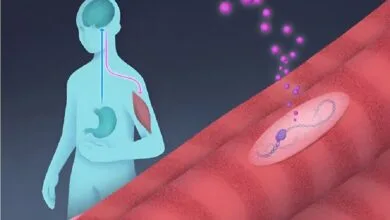 کشف مولکولی برای چربی‌سوزی بدون عضله‌سوزی