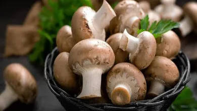 تاثیر شگفت‌انگیز قارچ‌ها بر مقابله با آنفلونزای شدید