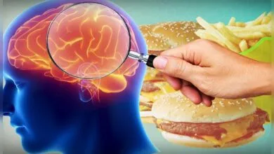 مختل شدن عملکرد مغز با مصرف فست فودها مختل شدن عملکرد مغز با مصرف فست فودها