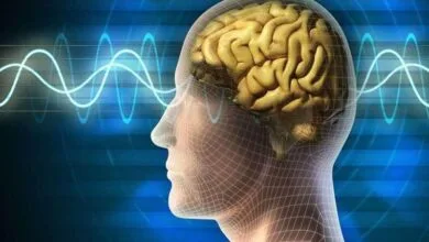 چرا مغز ما در مواجهه با استرس تصمیمهای اشتباه میگیرد؟ چرا مغز ما در مواجهه با استرس تصمیمهای اشتباه میگیرد؟