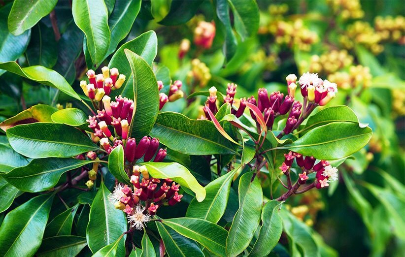 سوپراستار گیاهان دارویی با خواص معجزه‌آسا