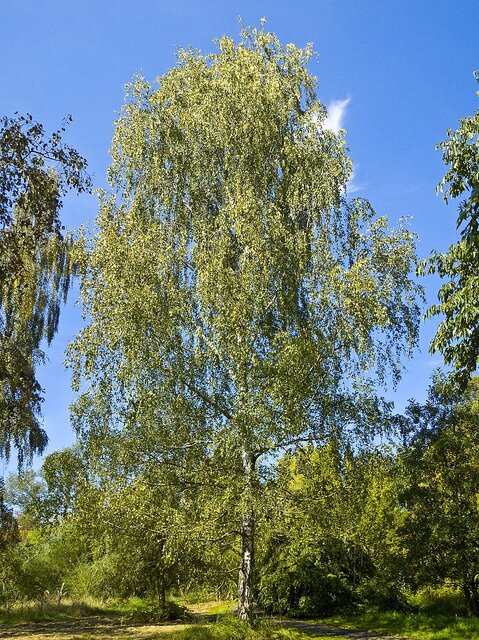 خوردنیهایی که به بهبود آلرژی کمک میکنند