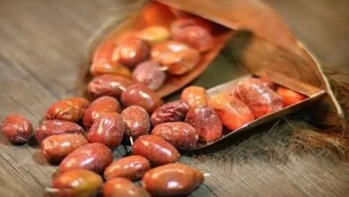 میوه‌ای که جای دارو را می‌گیرد؛ ۱۰ خاصیت شگفت‌انگیز سنجد