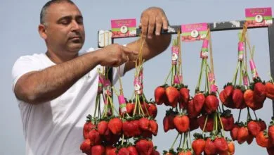 همگام سلامت