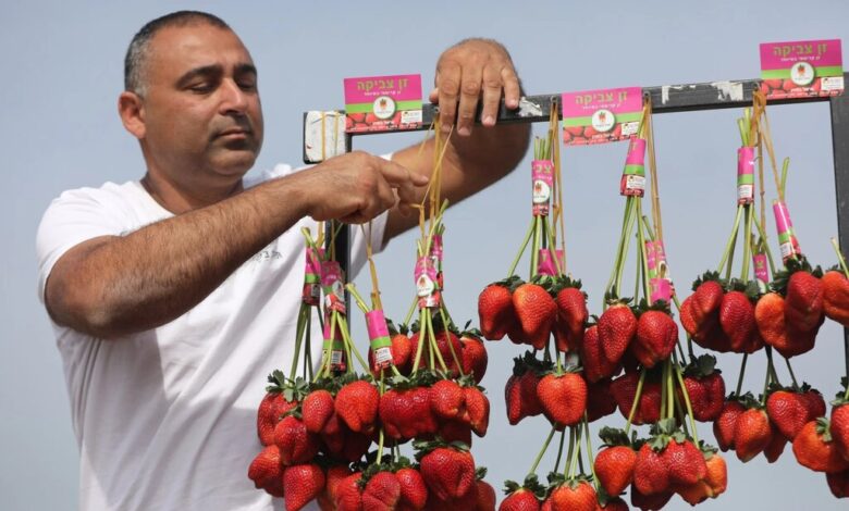 توت فرنگی های درشت موجود در بازار سمی و ناسالم هستند؟