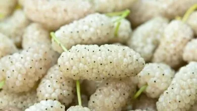 همگام سلامت